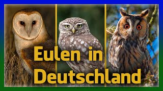 Eulen in Deutschland einfach erkennen  Rufe und Aussehen [upl. by Ambrosane]