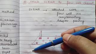 Illumina Solexa Sequencing [upl. by Savvas]