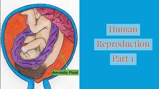 Human ReproductionPart 1 Leaving Cert [upl. by Maharba]