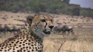 The Great Serengeti Migration  Wildebeest vs Crocodile [upl. by Mozelle22]