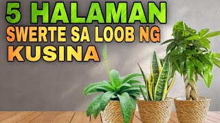 5 HALAMAN SWERTE SA KUSINA PARA SWERTEHIN SA PERA  Lucky Plants 2024 for Kitchen money and wealth [upl. by Kendra]