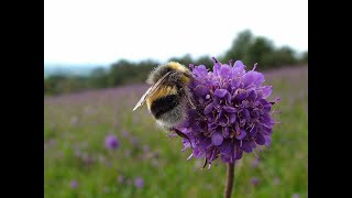 Averting the Insect Apocalypse a talk by Professor Dave Goulson [upl. by Romilly]