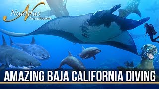 AMAZING BAJA CALIFORNIA DIVING [upl. by Yim]