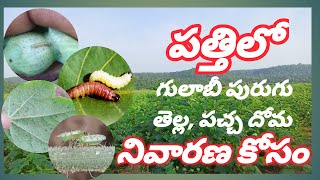 acephate use in telugu  ఈ మందులు పత్తిపంటలో వాడుకోవచ్చు  Manarythu [upl. by Sitra]