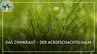 Das Zinnkraut der Ackerschachtelhalm  Das Mineralienwunder aus deinem Garten [upl. by Atinauq]