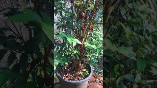 Jaboticaba Escarlet മരം മുഴുവൻ കായ്ച്ചു  😲😲 exoticfruitplants Jaboticaba shorts [upl. by Anaylil]