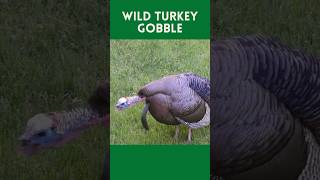 Wild Turkey Gobble Sound turkey turkeyhunting turkeygobble gobblegobble turkeysounds [upl. by Terzas324]