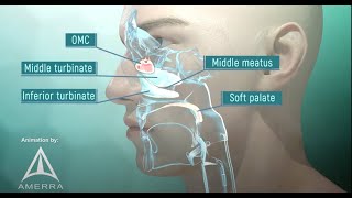 Tour of the Nasal Passage  3D animation [upl. by Hsirrap]