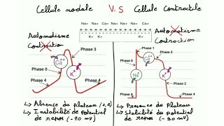 ECG de A à Z  la physiologie cardiaque prt 2 le potentiel d action cardiaque [upl. by Enetsuj]