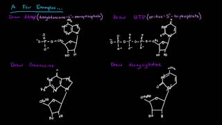 Naming Nucleotides and Nucleosides [upl. by Hazelton51]