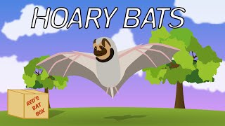 Bat Box Hoary Bats [upl. by Thierry]