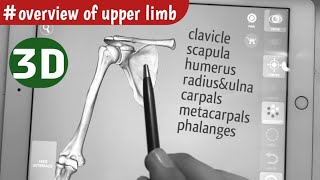 Overview of Upper Limb Bones  Osteology of upper limb [upl. by Ahsilla]