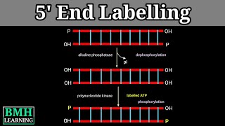 5 End Labelling  End Labelling Of DNA [upl. by Kerns134]