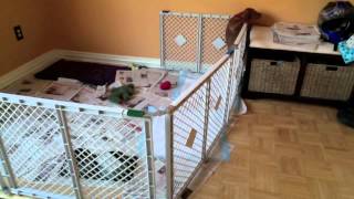 Vizsla Puppy escape artist Smart puppy [upl. by Buke]