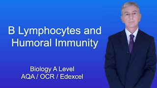 A Level Biology Revision quotB Lymphocytes and Humoral Immunityquot [upl. by Sitruc]