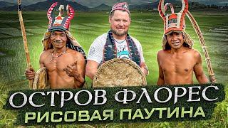 Флорес Остров с самыми уникальными рисовыми полямипаутинами shortsvideo travel trip nature [upl. by Lybis]