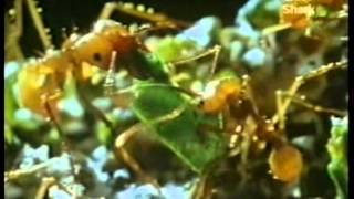 La Guia Maxima Hormigas  Discovery Chanel Video [upl. by Akeihsal727]