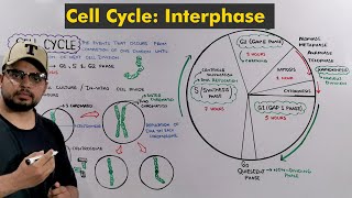 Interphase of Cell Cycle  Cell Division How Cell prepare itself to Divide [upl. by Salohcin]