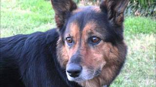 quotThe Power of the Dogquot by Rudyard Kipling read by Farnham Town Crier [upl. by Deeraf722]