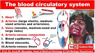 Histology of Vascular System Aorta IVC MS Artery amp Veins blood capillary Areriovenous Shunt [upl. by Yleoj562]