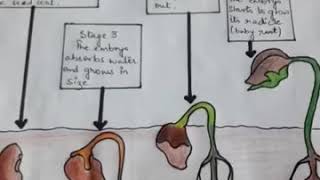 Structure amp Germination of Seed  What Is Seed Germination  Gerenal Science Chapter No 1 Class 5th [upl. by Annaeirb506]