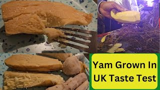 Yam Grown In UK Taste Test [upl. by Nichole]