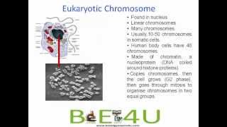 Difference between Prokaryotic and Eukaryotic Chromosomes  Cell Biology  biologyexams4u [upl. by Espy]