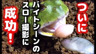 【よもぎさん】 アマゾンツノガエル 給餌 ブルーギル スロー撮影チャレンジ 【Ceratophrys cornuta】 [upl. by Imekawulo]