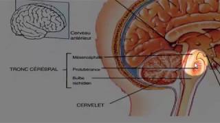 Généralités sur l’anatomie de lencéphale [upl. by Georgine]