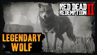 Red Dead Redemption 2 Legendary Wolf Location and Clues [upl. by Phyllida727]