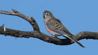 Bourkes Parrot in the wild [upl. by Ybur296]