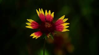 A wildflower Blanket flower springtime blantflowerraindrops rain windy spring [upl. by Jezabelle]