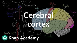 Cerebral cortex  Organ Systems  MCAT  Khan Academy [upl. by Attenhoj]