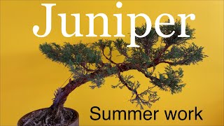 Juniper Bonsai  Timelapse  Chinese Juniper and Prostrata Juniper  July 2020 [upl. by Atikim]