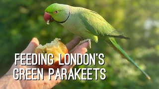 How to feed London’s rose ringed green parakeets parrots In Hyde park plus the friendly squirrels [upl. by Oxford350]