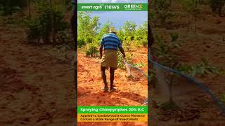 Spraying Chlorpyriphos 20 EC Organophosphate Insecticide on Sandalwood and Guava  Timber Farm [upl. by Inah]