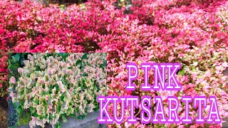 PINK BEAUTIFUL KUTSARITA MAG TANIM TAYO NG KUTSARITA  KUTSARITA ALTERNANTHERA FICOIDEA [upl. by Ion]