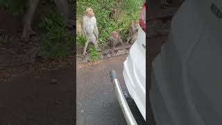 தாவிக குதிக்கும் உறவுகளே பழங்கள இங்க வாருங்களேன் feedinghungrymonkeys savemonkey viralvideo [upl. by Florentia]