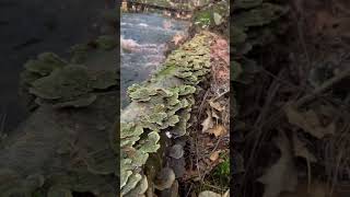 Green Polypores What species do you think these are [upl. by Phillips145]