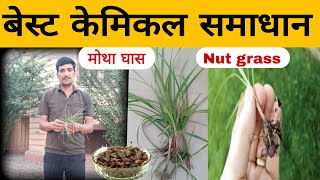 मोथा घास  nut grass  के लिए बेस्ट पावरफुल spray  control cyperus rotundus [upl. by Mohun]