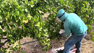 Alexander Valley Cabernet Harvest September 19 2024 [upl. by Htnamas]