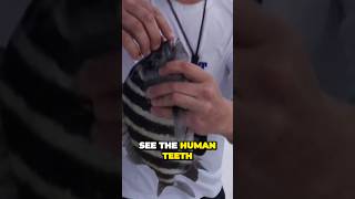 Unbelievable Teeth on Sheepshead Fish Caught in Tampa Bay [upl. by Bethezel759]