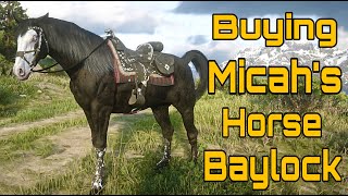 Buying Micahs Horse Baylock in Red Dead RP  Dakota River Bend [upl. by Chadwick]