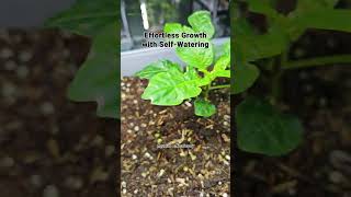 Effortlessly Grow Fresh Chilis Indoors with SelfWatering Pots [upl. by Drusie575]