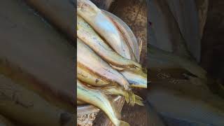 Fresh Wallago Fish  Boal Mach boalfish boalfish fresh fish [upl. by Hyps]