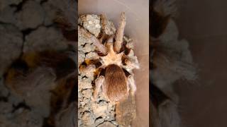 Texas Tarantula Migration Annual Mating Season Unveiled TarantulaMigration SpiderSeason [upl. by Ardnalac]