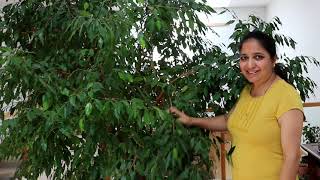 How to Prune Indoor Plant Ficus BenjaminaWeeping Fig and Grow New Plants from the Pruned Branches [upl. by Brey819]