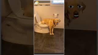 Dog toilet viralvideo reels trending 🇮🇳🏍️beady [upl. by Heall954]