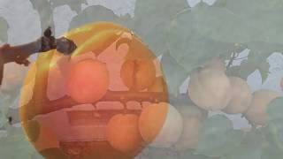 2018 06 27 Blenheim Apricots Espalier Harvest [upl. by Lonnard]