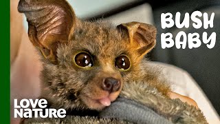 This Adorable Bushbaby’s Recovery Will Melt Your Heart  Malawi Wildlife Rescue [upl. by Henning]